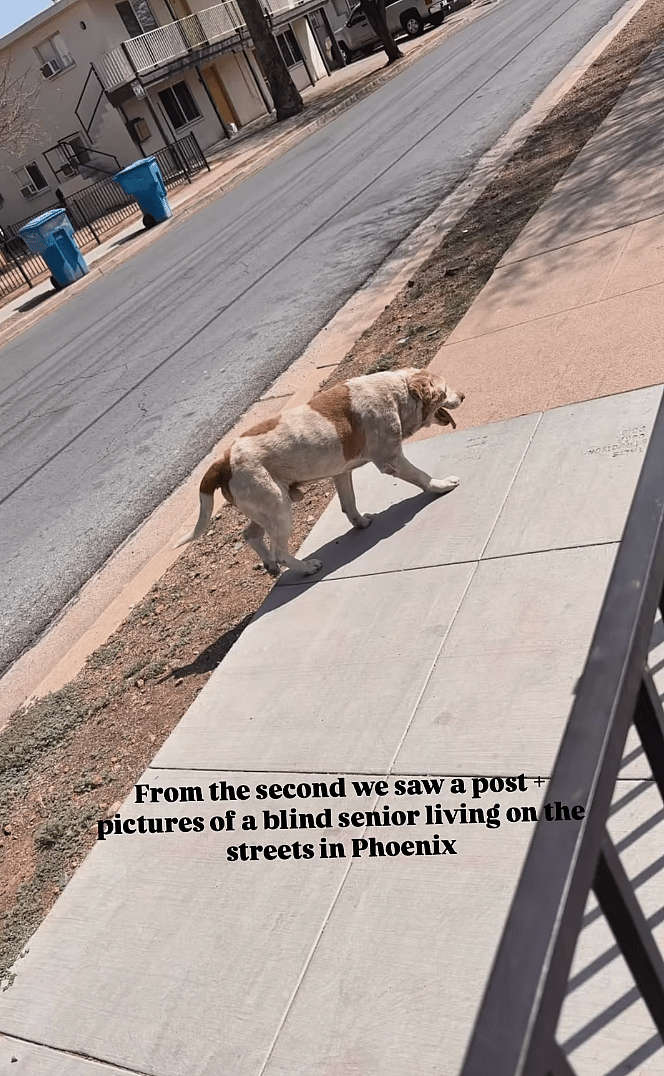 One Look at This Blind Dog’s Photo, and Rescuers Knew They Had to Save Him